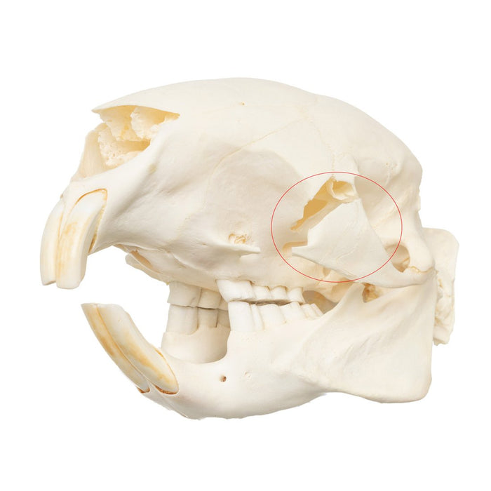 Real Cape Porcupine Skull