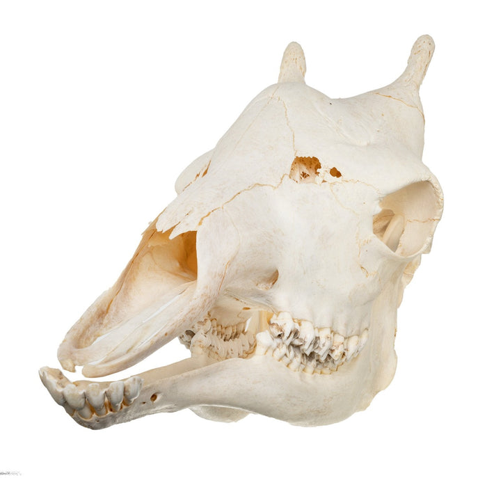 Real Giraffe Skull