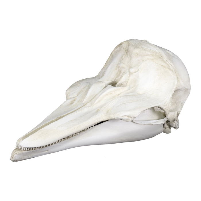 Replica Dall's Porpoise Skull