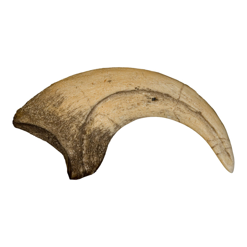 Replica Deinonychus Claw