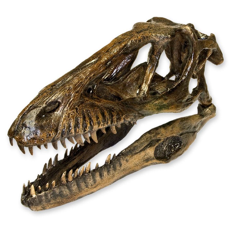 Replica Deinonychus Dinosaur Skull For Sale — Skulls Unlimited