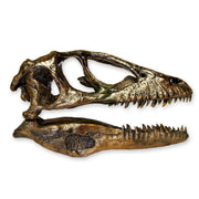 Replica Deinonychus Skull