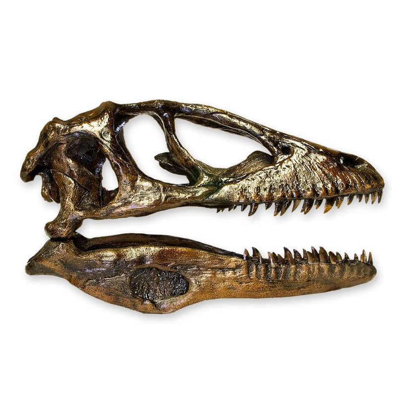 Replica Deinonychus Skull