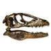 Replica Deinonychus Skull