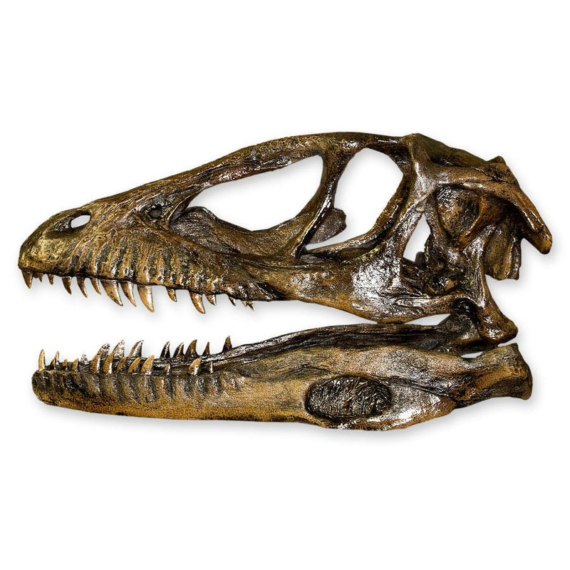Replica Deinonychus Skull