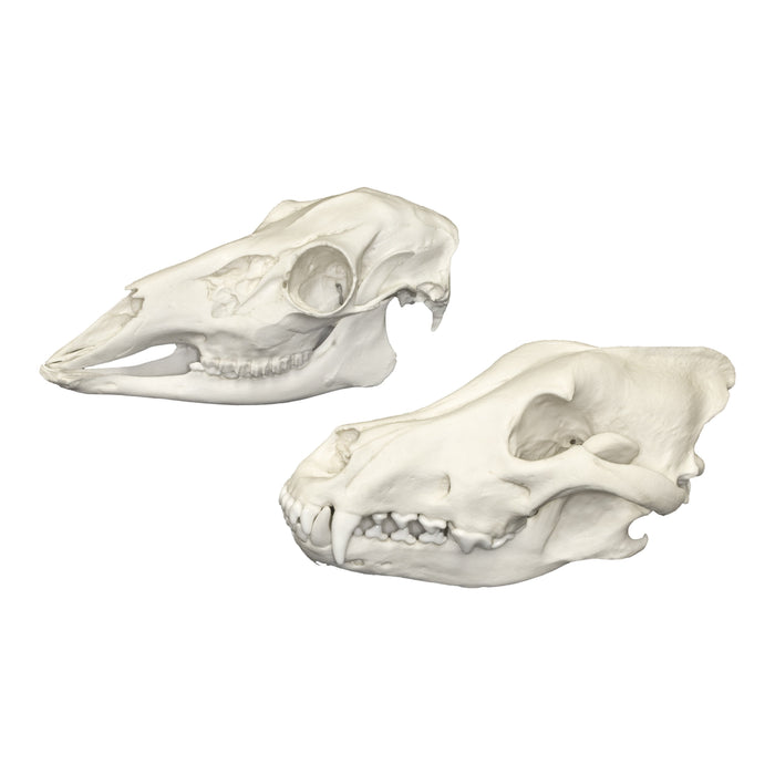 Replica Comparative Skull Kit - Deluxe Predator and Prey