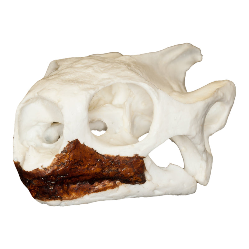 Replica Desert Tortoise Skull