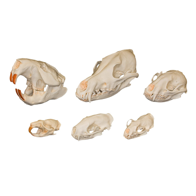 Comparative Skull Kit - Dietary