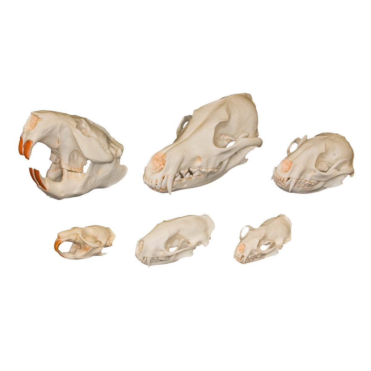 Dietary Comparison Skull Set For Sale — Skulls Unlimited