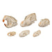 Comparative Skull Kit - Dietary