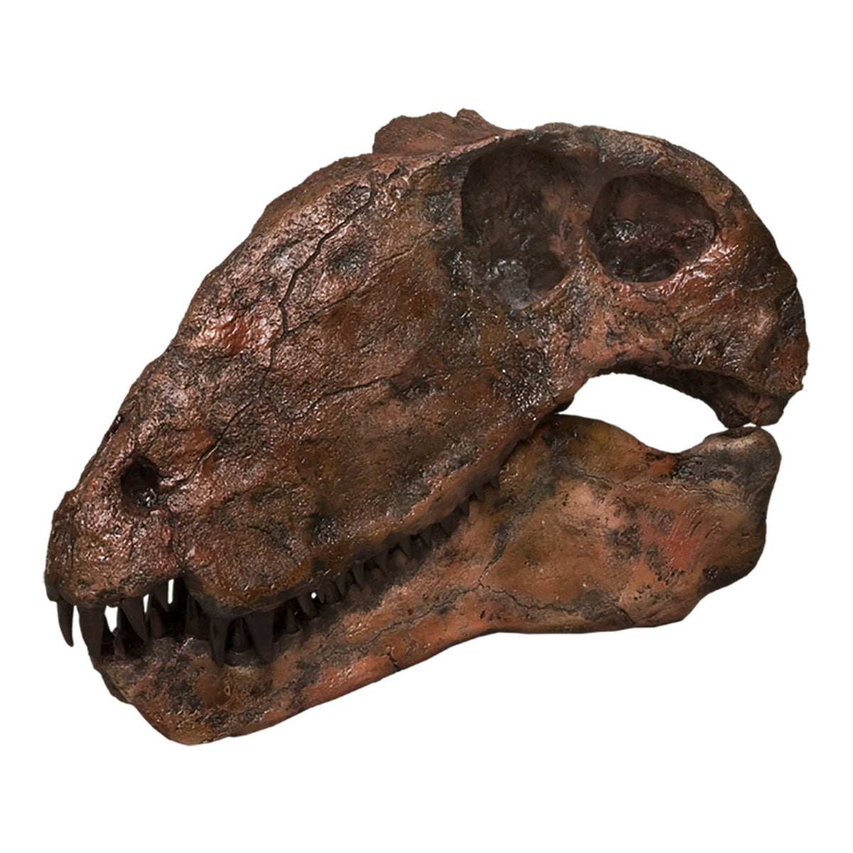 Replica Dimetrodon Dinosaur Skull For Sale — Skulls Unlimited