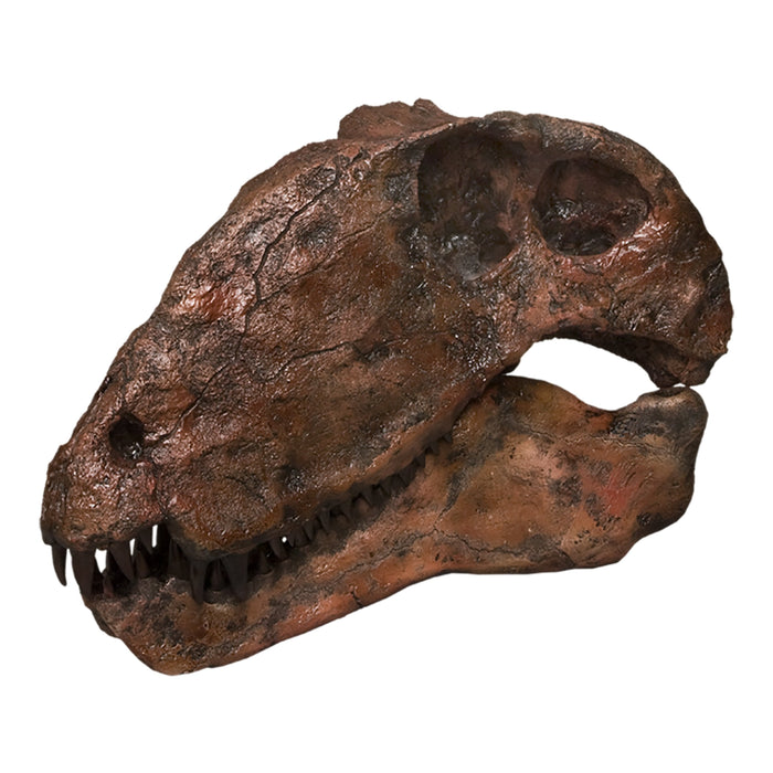 Replica Dimetrodon Skull