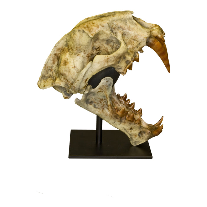 Replica Dinictis Skull