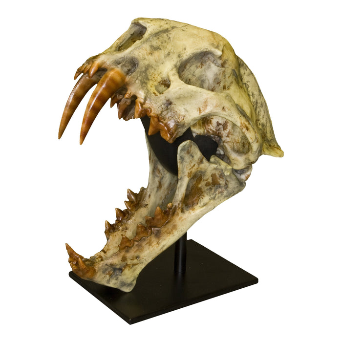 Replica Dinictis Skull with Stand