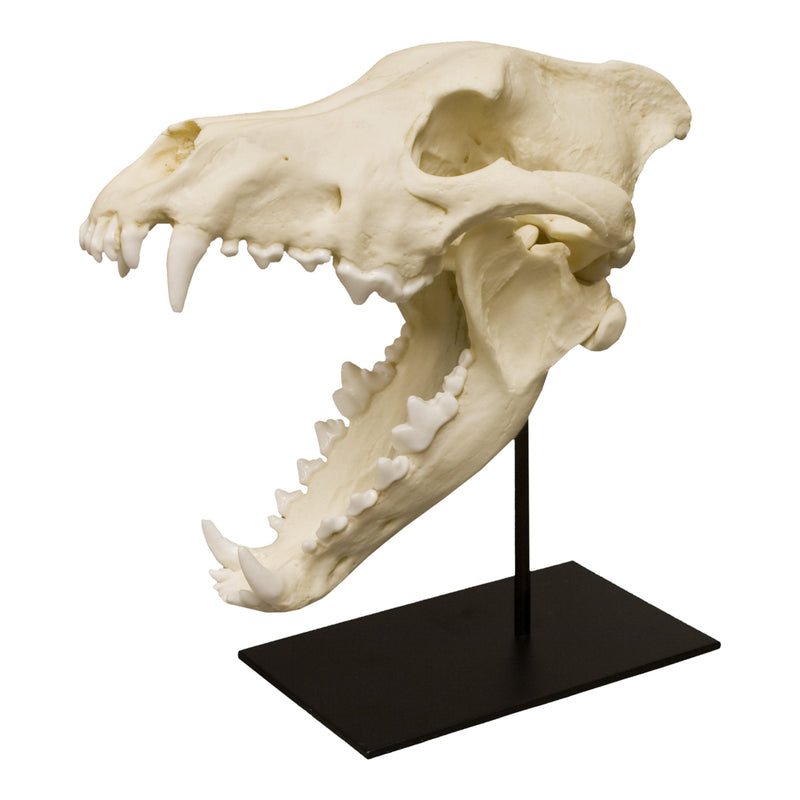 Replica Dire Wolf Skull