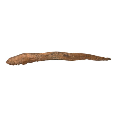 Replica Dire Wolf Baculum