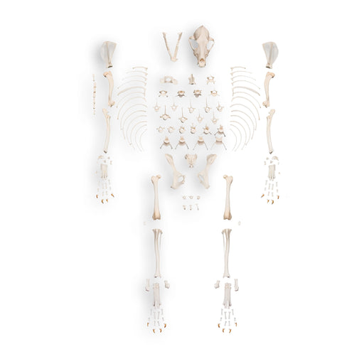 Real Domestic Dog Disarticulated Skeleton - Adolescent