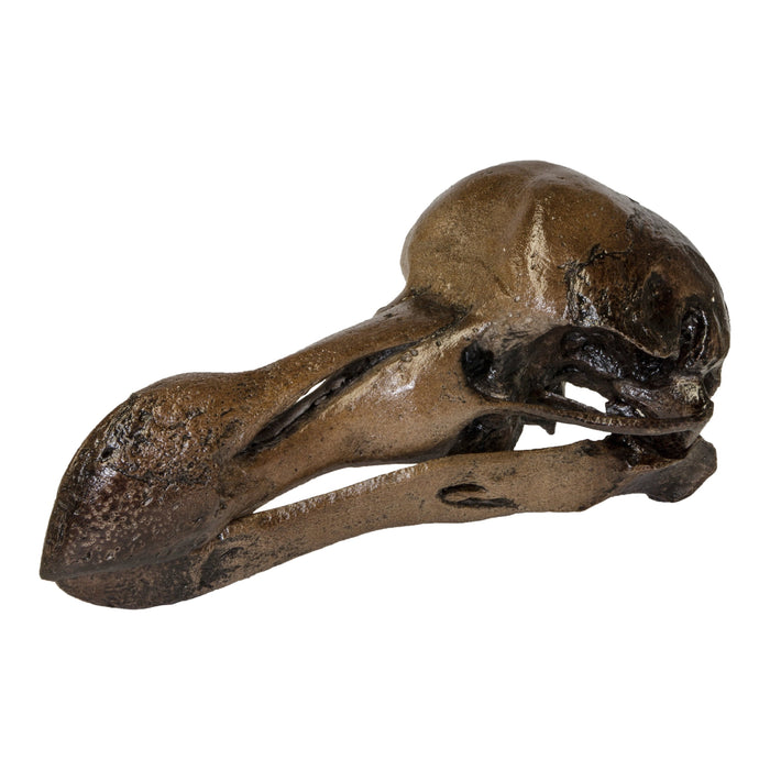 Replica Dodo Bird Skull