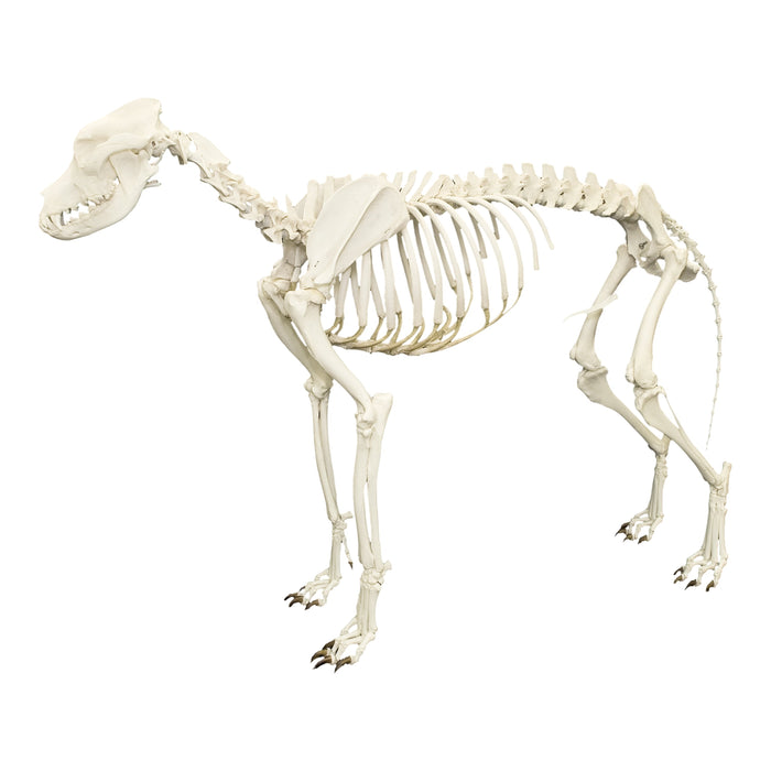 Dog Skeleton Anatomy