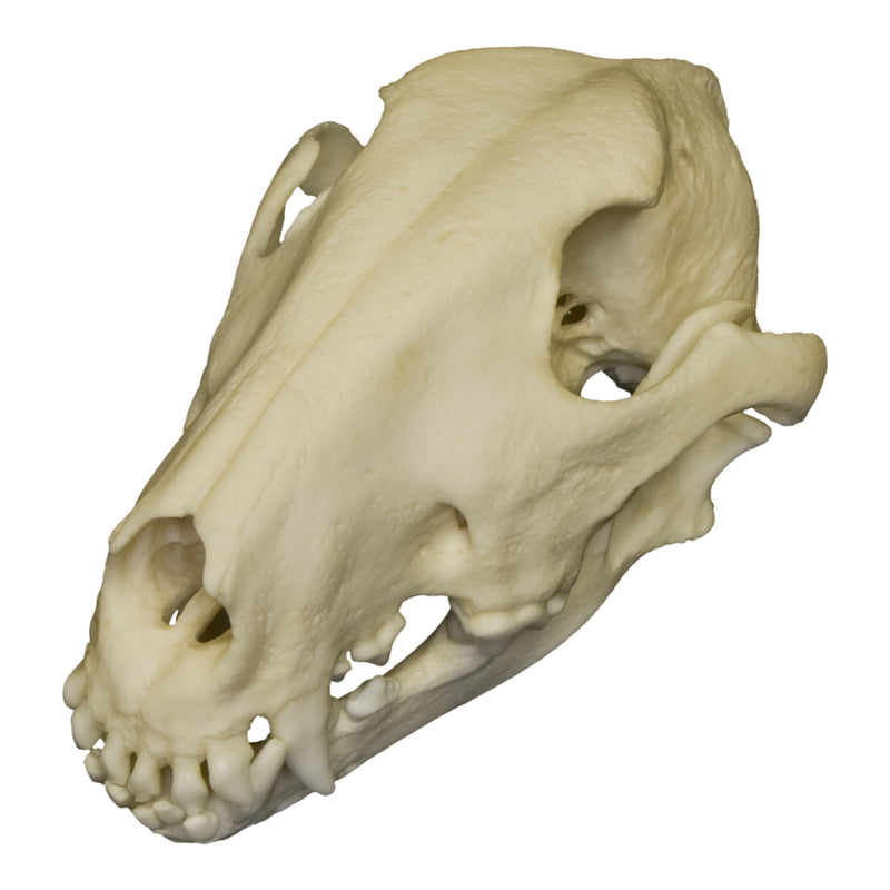 Replica Bull Terrier Dog Skull