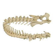 Real Domestic Dog Spine with Sacrum and Pelvis