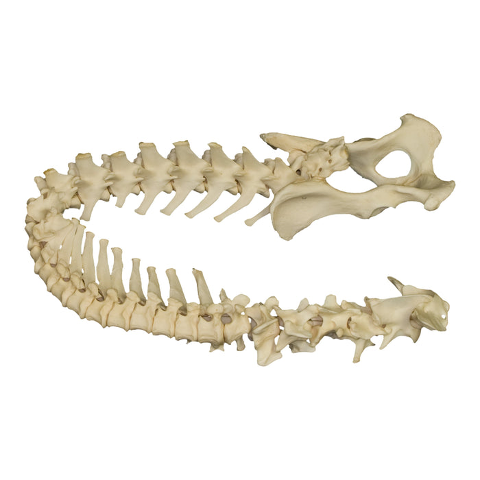 Real Domestic Dog Spine - Loosely Strung
