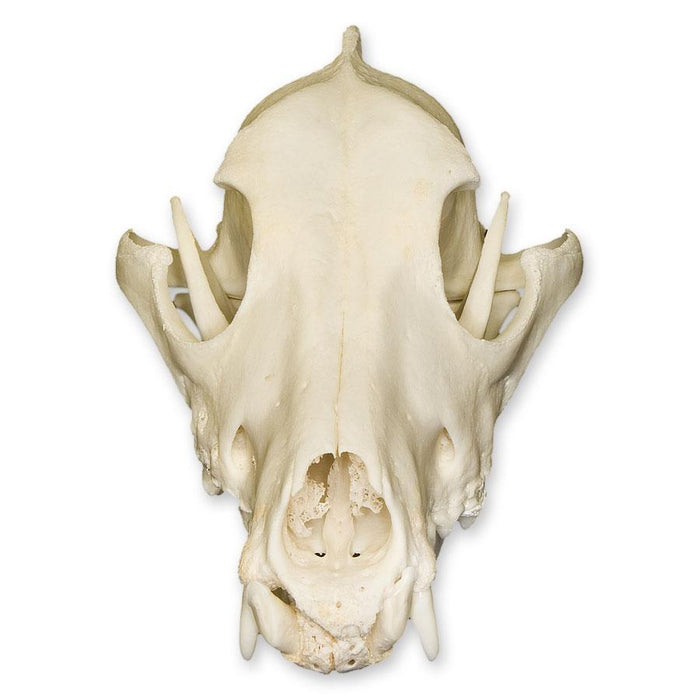 Real Domestic Dog Skull - Severe Periodontal