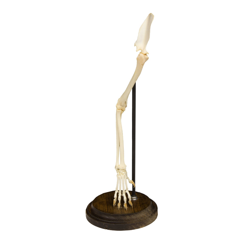 Real Domestic Cat Forelimb - Articulated