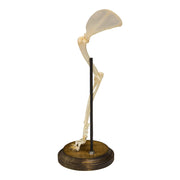 Real Domestic Cat Forelimb - Articulated