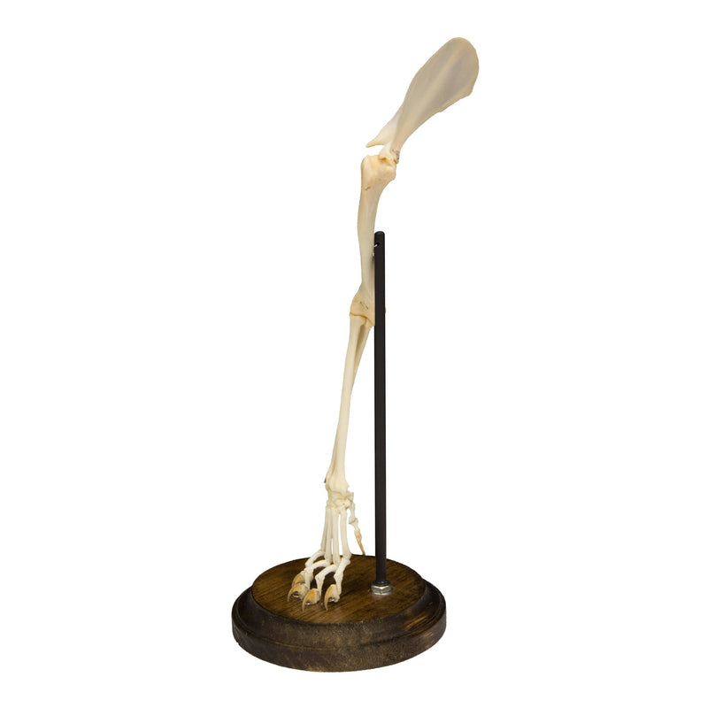 Real Domestic Cat Forelimb - Articulated