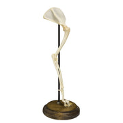 Real Domestic Cat Forelimb - Articulated