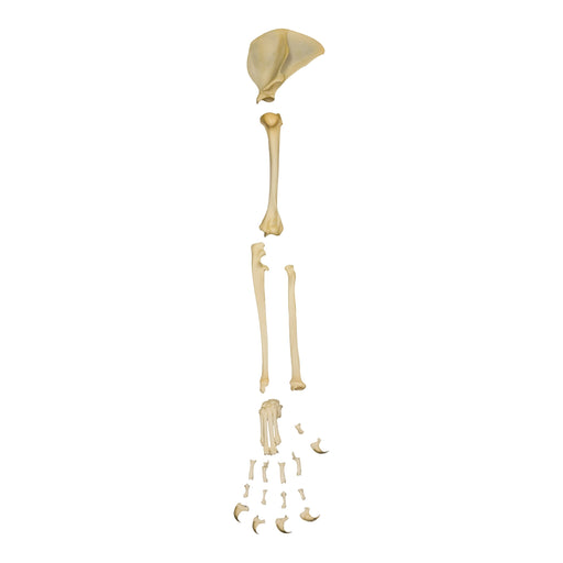 Real Domestic Cat Disarticulated Forelimb
