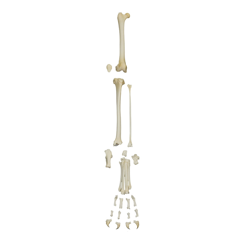 Real Domestic Cat Hindlimb - Disarticulated