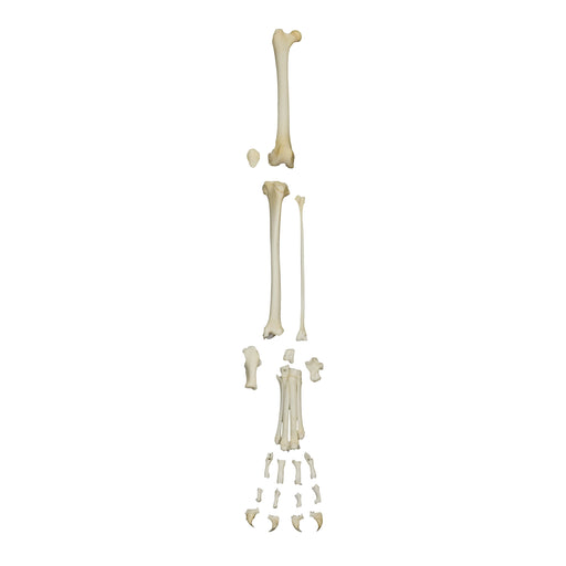 Real Domestic Cat Disarticulated Hindlimb