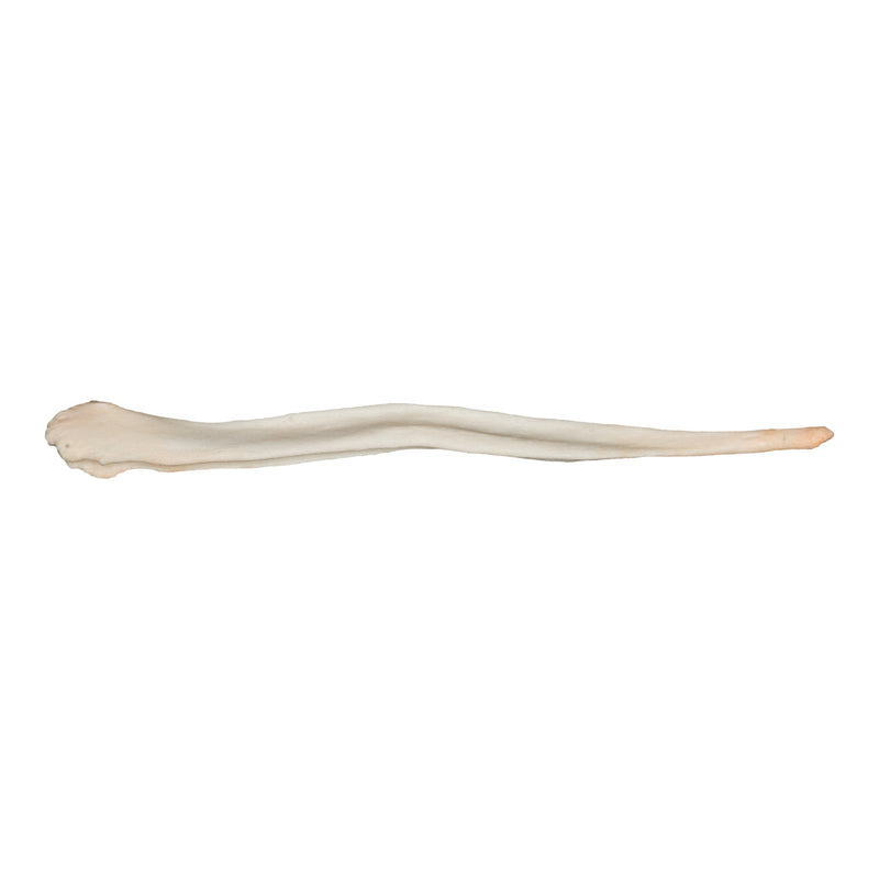 Real Domestic Dog Baculum