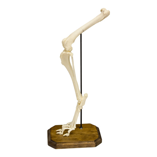 Real Domestic Dog Hindlimb