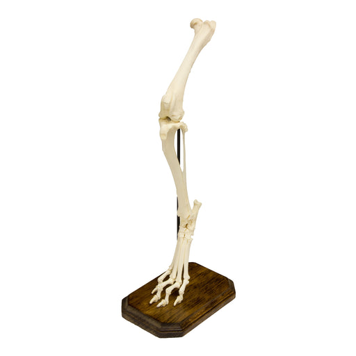 Real Domestic Dog Hindlimb