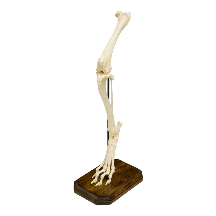 Real Domestic Dog Hindlimb