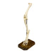 Real Domestic Dog Hindlimb