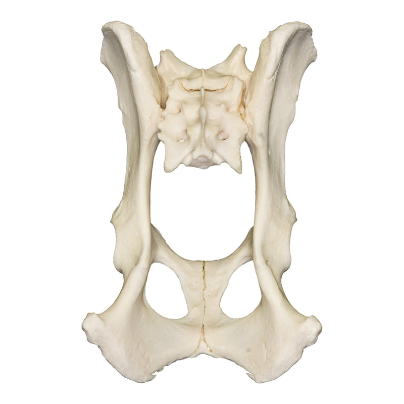 Real Domestic Dog Pelvis and Sacrum