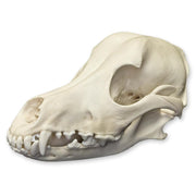 Real Domestic Dog Skull
