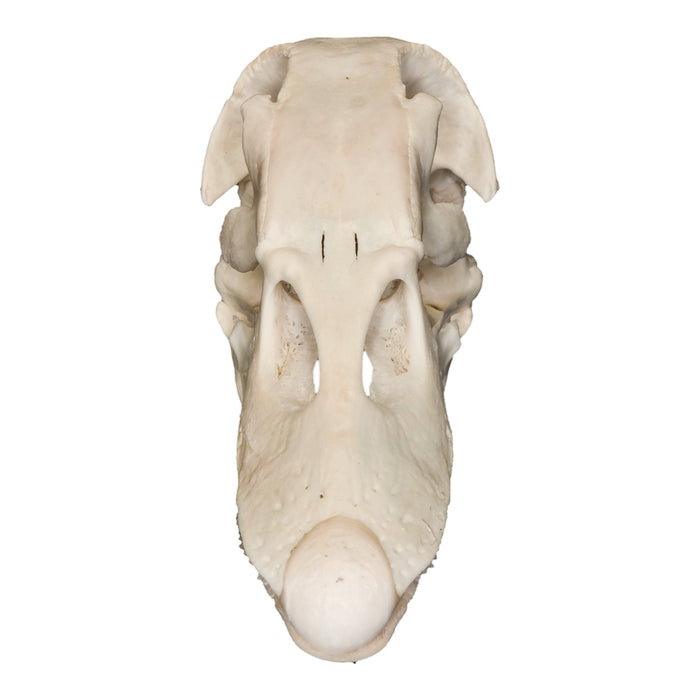 Real Domestic Duck Skull