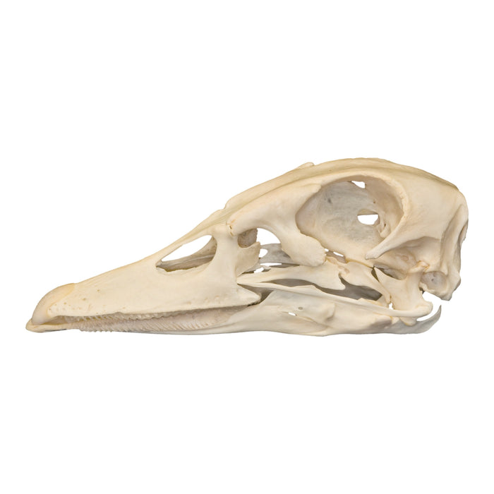 Real Domestic Duck Skull