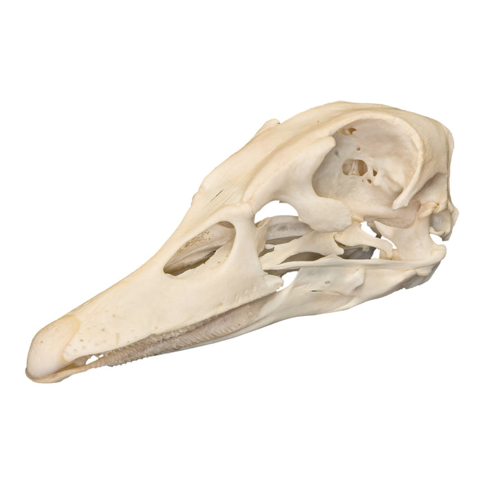 Real Domestic Duck Skull