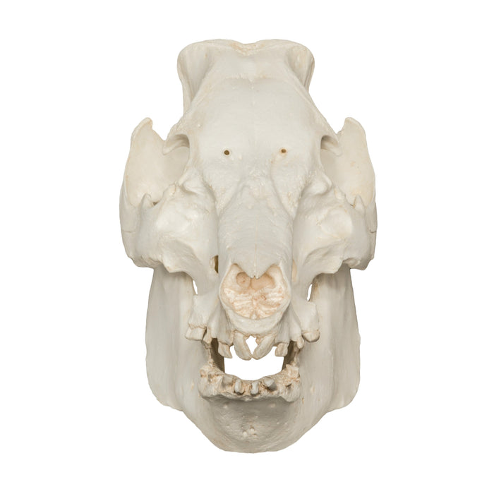 Replica Domestic Pig Skull