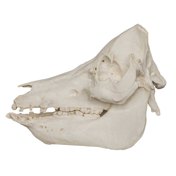 Replica Domestic Pig Skull