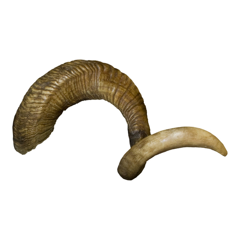 Replica Domestic Ram Skull