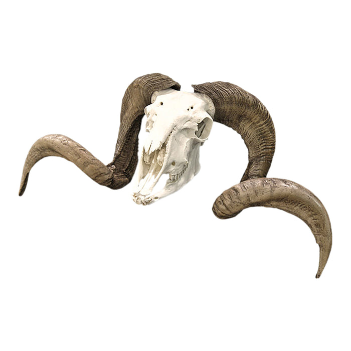 Replica Domestic Ram Skull