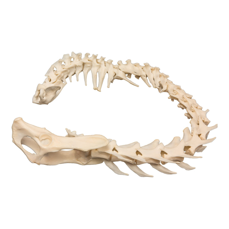 Real Domestic Cat Spine with Sacrum and Pelvis