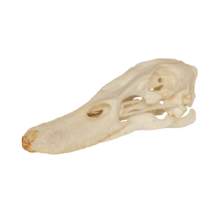 Replica Duck Skull